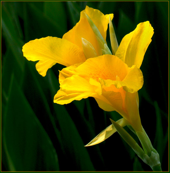 YELLOW CANNA