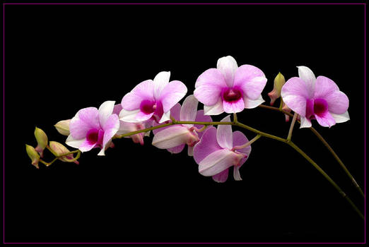 STRING OF ORCHIDS