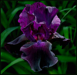 PURPLE IRIS 3