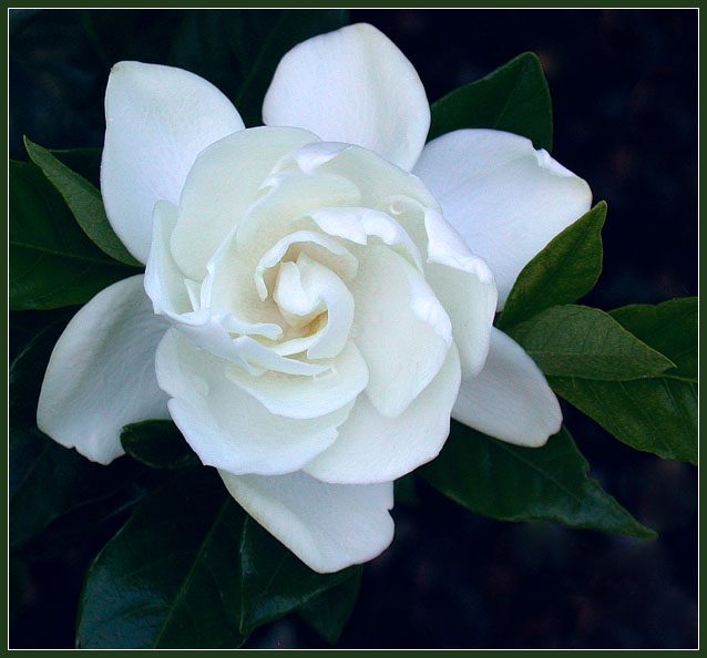 GARDENIA 4