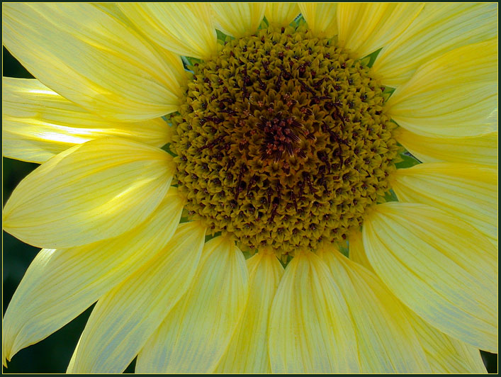 SUNFLOWER 12