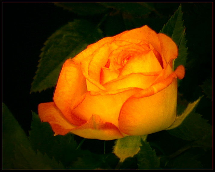 ORANGE ROSE 9