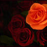 ORANGE AND RED ROSES