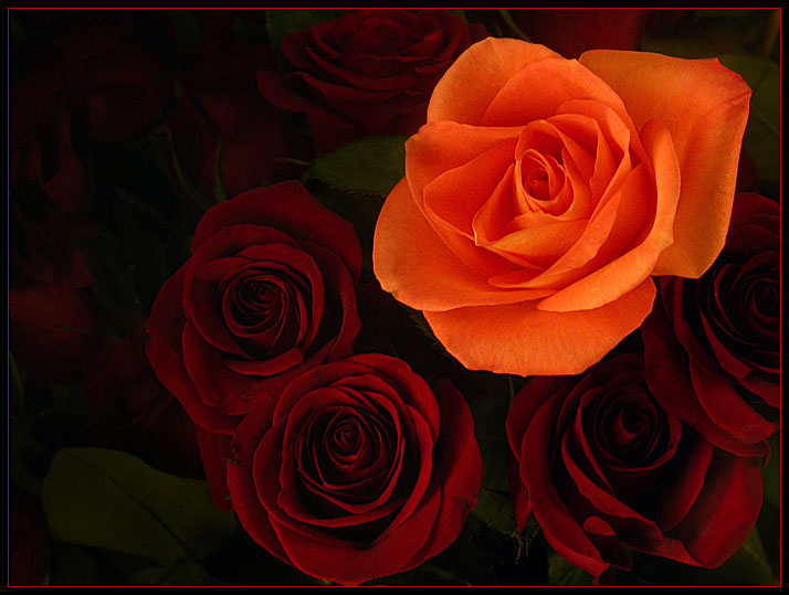 ORANGE AND RED ROSES