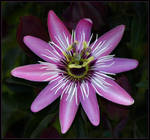 PASSION FLOWER 10 by THOM-B-FOTO