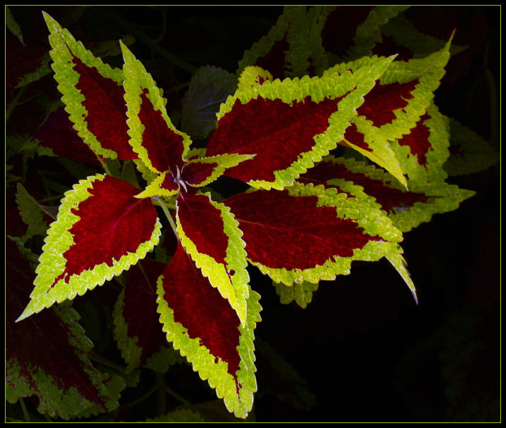 COLEUS LEAVES