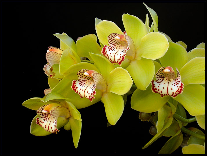 CYMBIDIUM 2