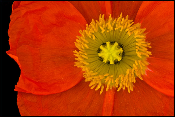 BRIGHT ORANGE POPPY