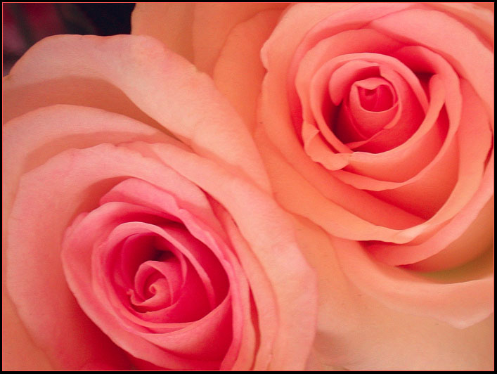 TWO PINK ROSES