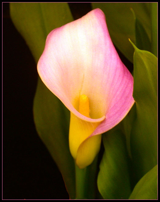 SINGLE CALLA