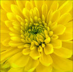 SUNSHINE GERBERA by THOM-B-FOTO