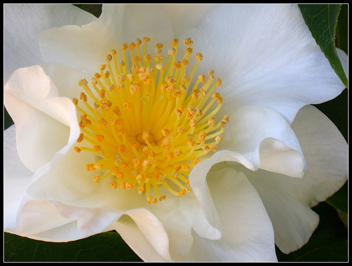 WHITE CAMELLIA 1