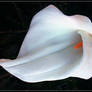 CALLA 13