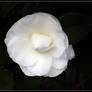 CAMMELIA 15