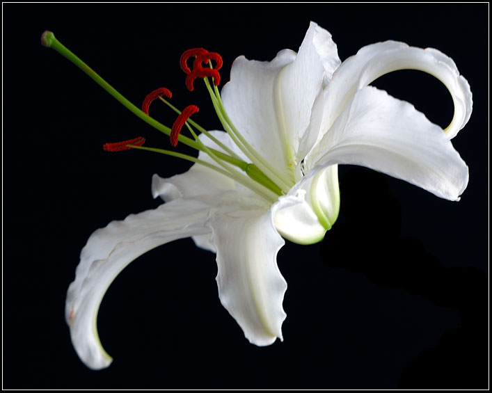 WHITE LILY 10