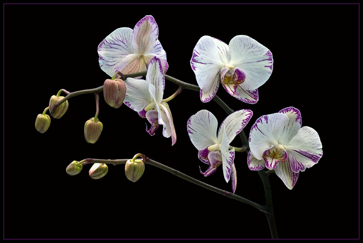 MOTH ORCHIDS 319