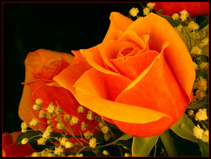 ORANGE ROSE 422