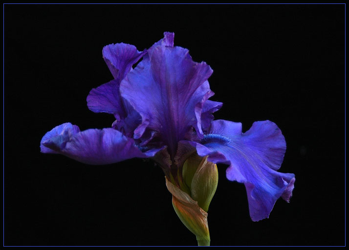 PURPLE IRIS 59