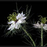 LOVE IN A MIST 2