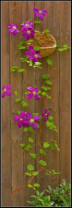 FENCE AND FLORAL VINE