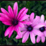 AFRICAN DAISIES 61