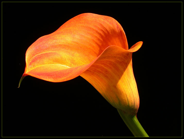 ORANGE CALLA 609