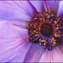 ANEMONE Reworked