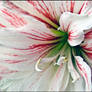 AMARYLLIS 5 15 10