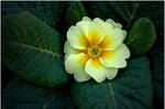 PRIMROSE 11-11-10 by THOM-B-FOTO