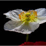 WHITE POPPY 2 7 11