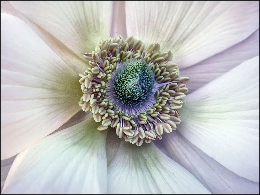 ANEMONE 2 7 11