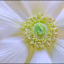 ANEMONE 2 13 11