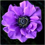 ANEMONE 2 20 11