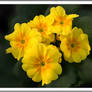 PRIMROSES 2 25 11