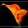 ORANGE LILY 3 20 11