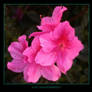 PINK AZALEAS