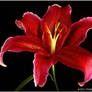 RED LILY 7 11 11