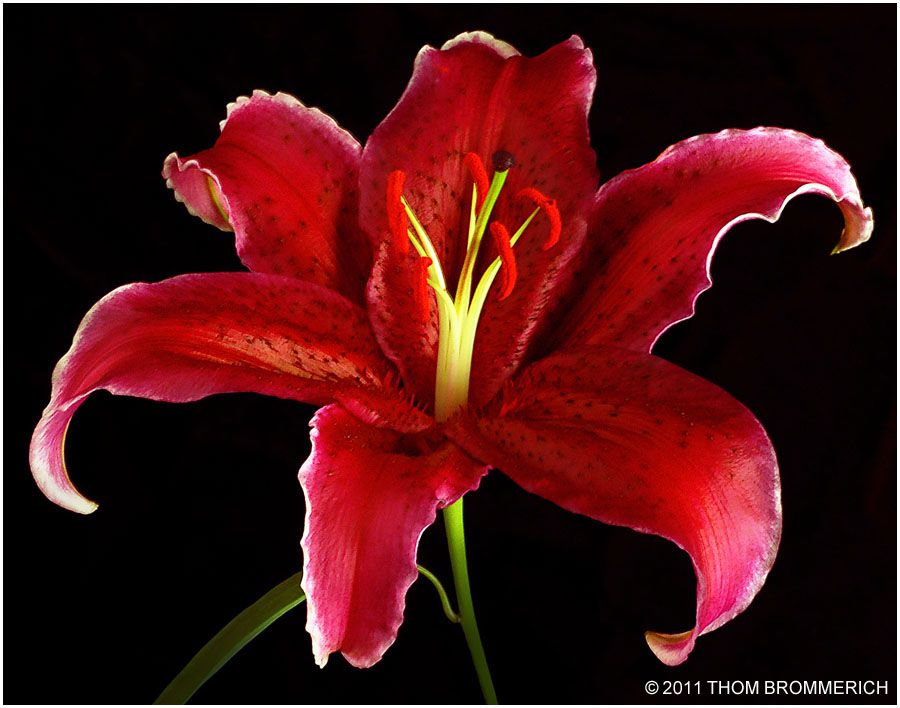 RED LILY 7 11 11