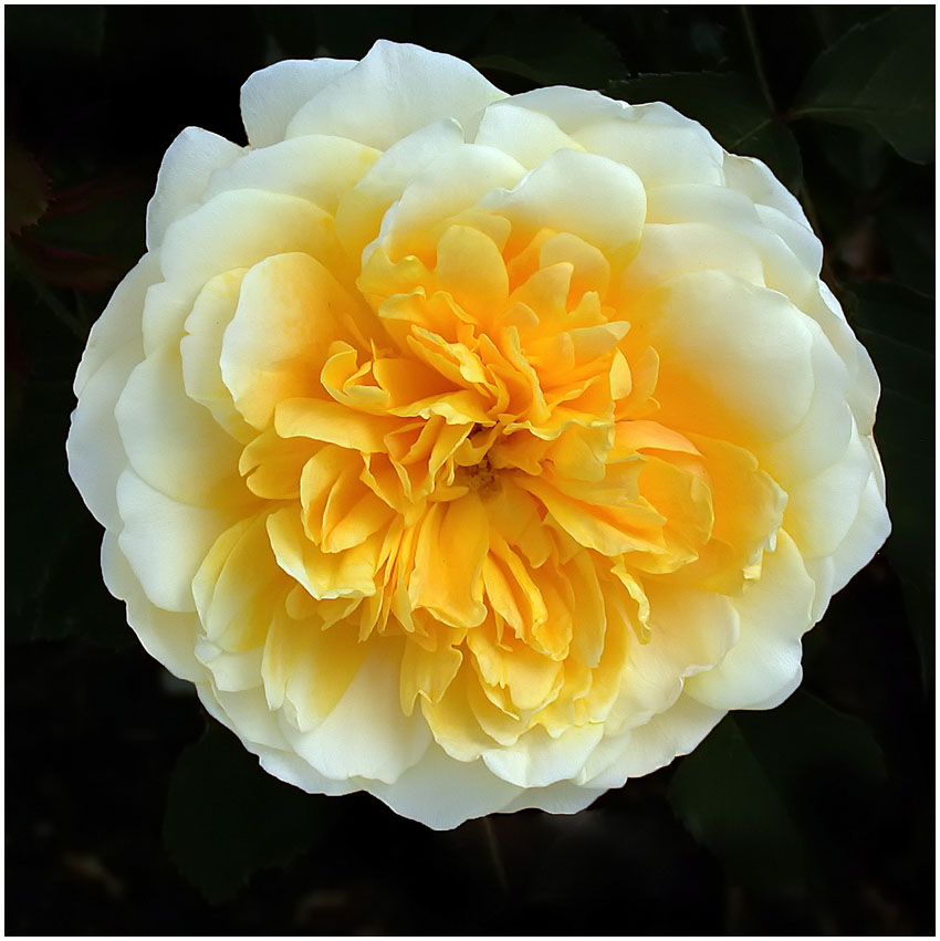YELLOW ROSE