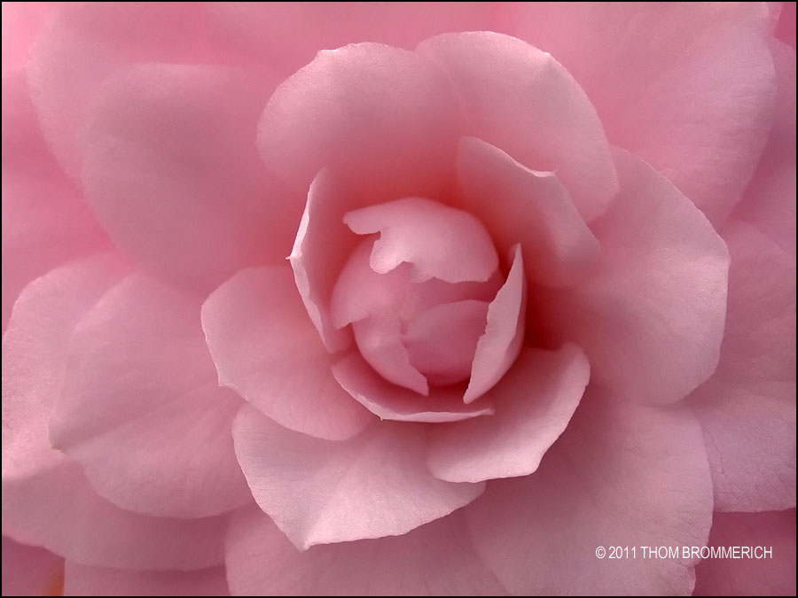 PINK CAMELIA