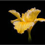 YELLOW IRIS