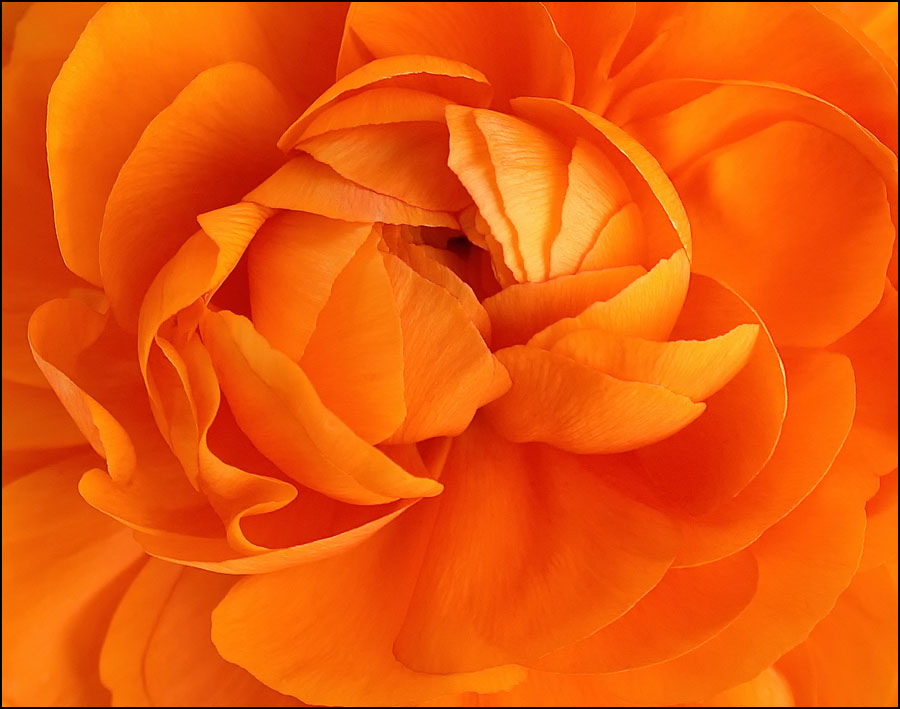 ORANGE BEGONIA