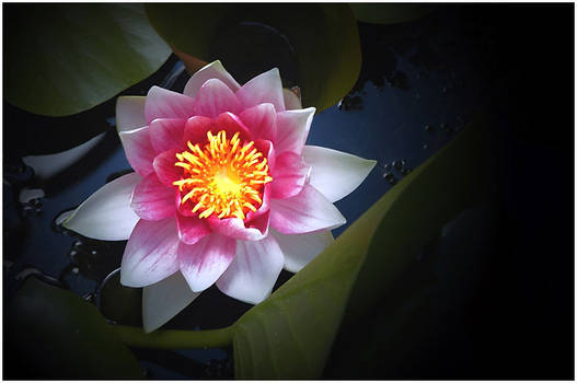 WATERLILY