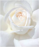 WHITE ROSE by THOM-B-FOTO