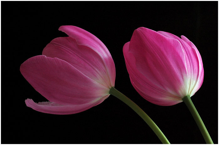 PINK TULIPS