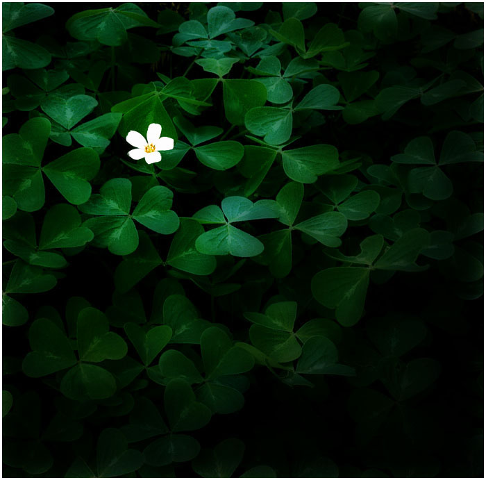 HAPPY SAINT PATRICK'S DAY by THOM-B-FOTO