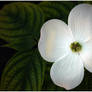 DOGWOOD FLOWER