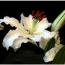 ASIATIC LILY 2