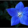 BLUE STAR