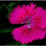 DIANTHUS